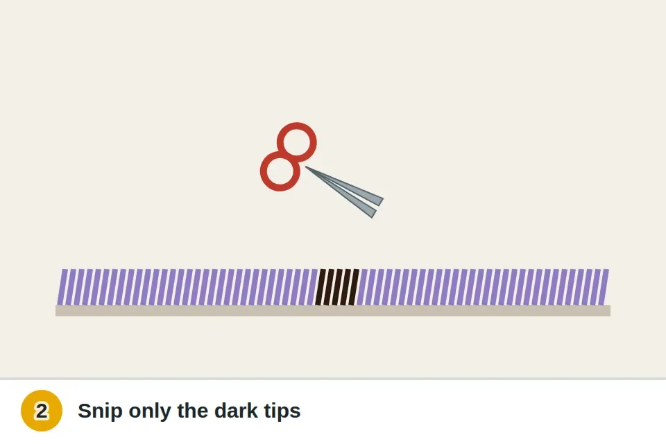 Small curved scissors snipping just the darkened tips of a few carpet fibers