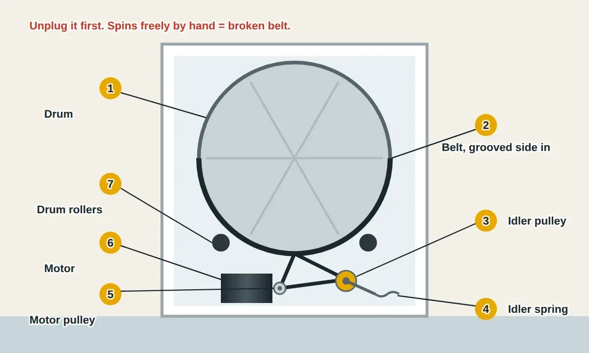 Front cutaway of a dryer with the cabinet open. A long drive belt wraps around the outside of the drum, then runs down under a spring-loaded idler pulley and around the small pulley on the motor shaft in a zigzag. Two drum rollers support the back of the drum. A broken belt lets the drum spin freely by hand.