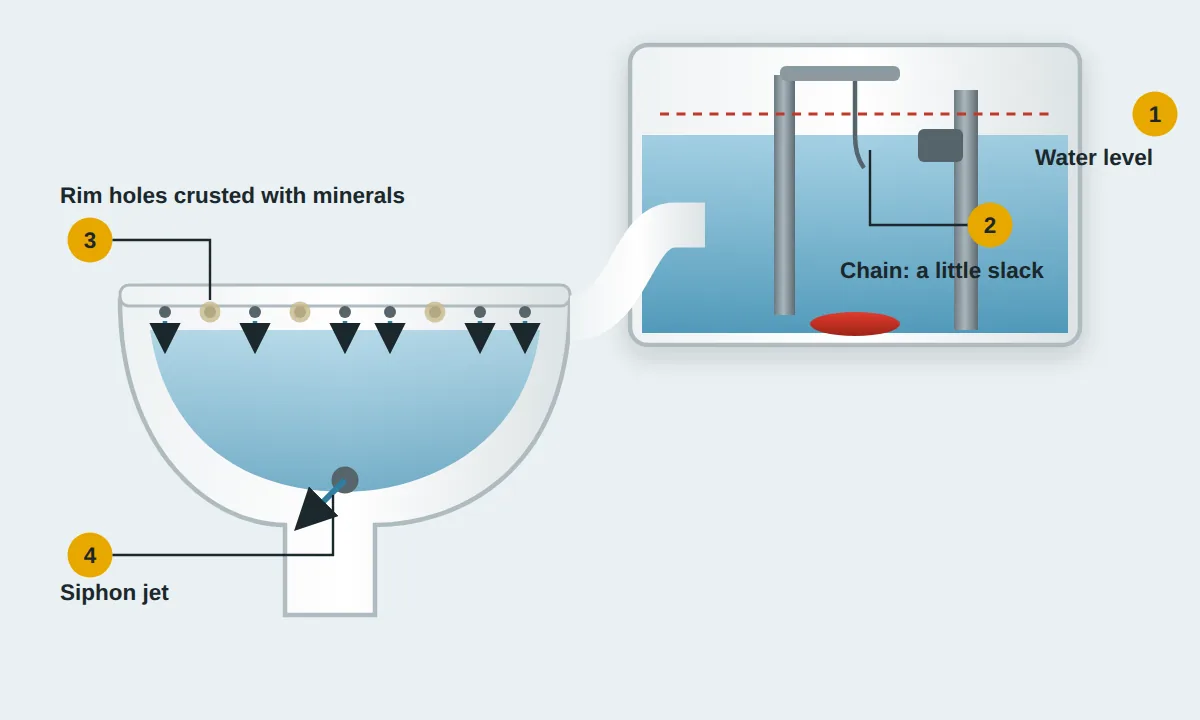 Toilet cut-away showing the tank water level, chain slack, water entering the bowl through rim holes and the siphon jet, and mineral crust on the rim holes